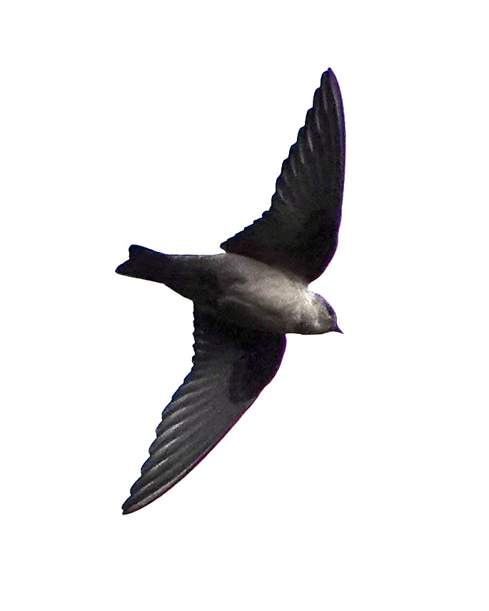 crag martin